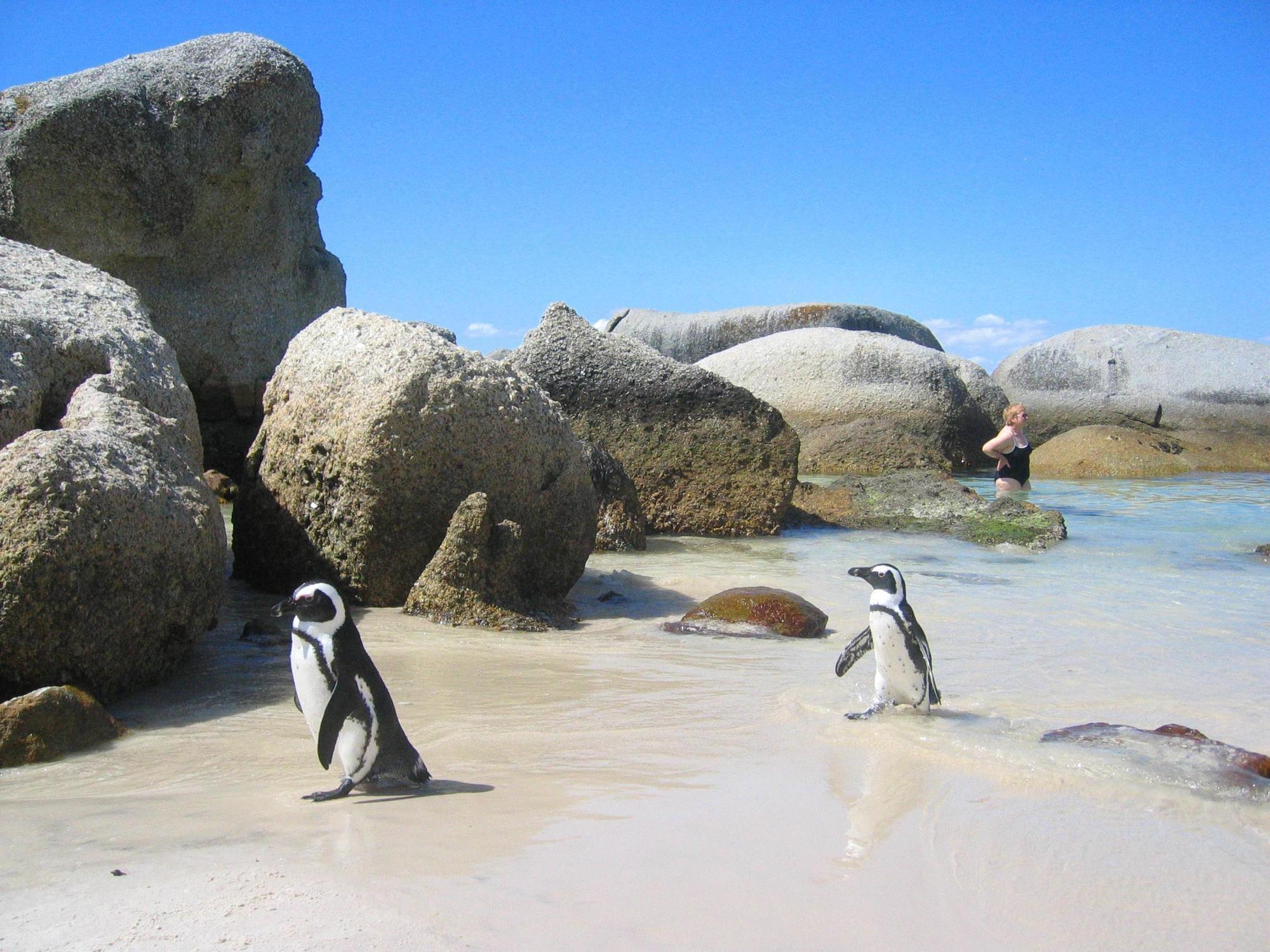 Penguinden - Load-Shedding Free Hotel Simonʼs Town Buitenkant foto
